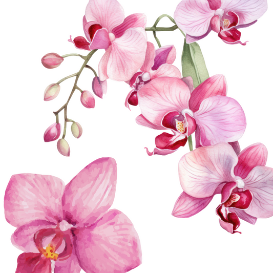 Cuidados para tus orquídeas