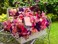 JARDÍN CON CYMBIDIUM